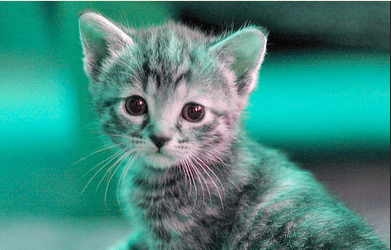 Cat Clicker - image